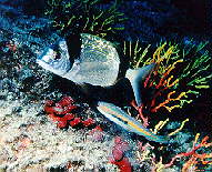 INMERS~2.jpg (13244 bytes)