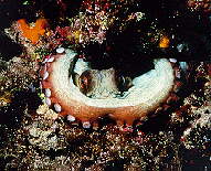 INMERS~3.jpg (12474 bytes)