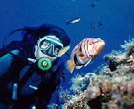 INMERS~4.jpg (8274 bytes)